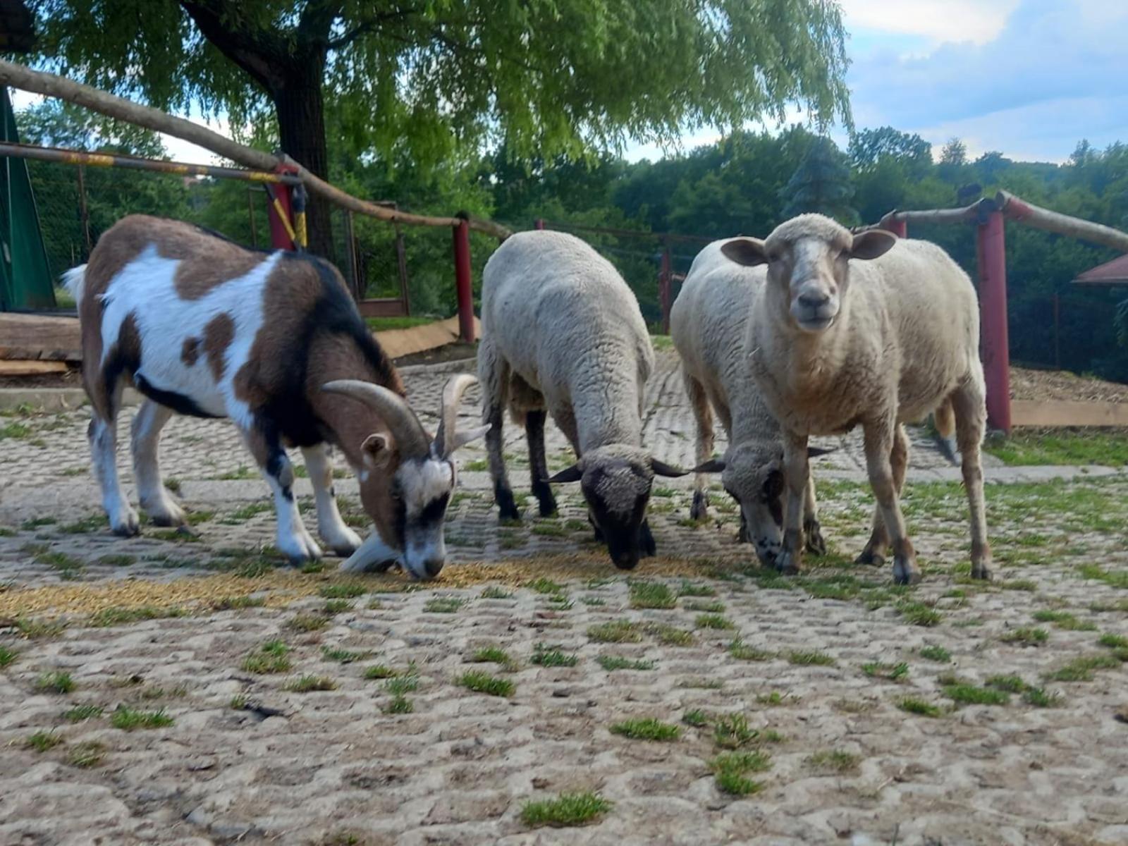 Koperkowe Rancho Beskid Wyspowy Domek Malopolskie Kamionna Kamionna  Bagian luar foto