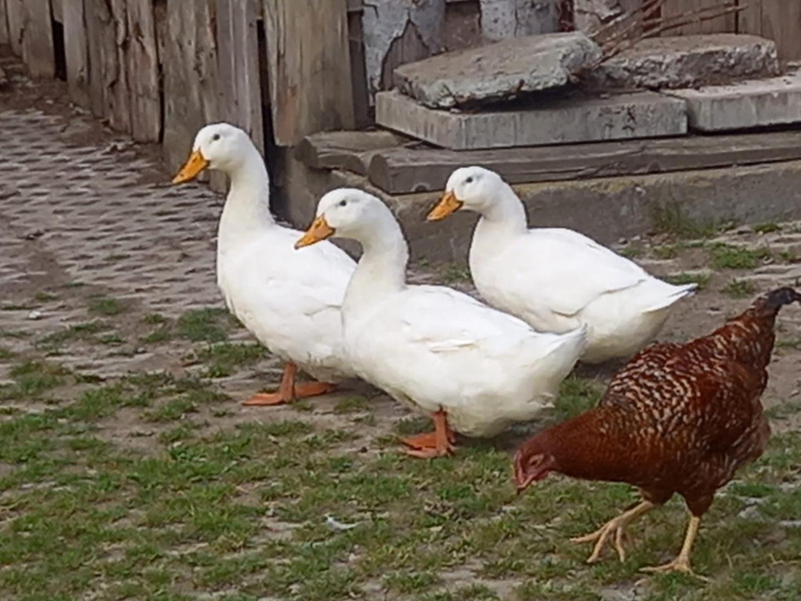 Koperkowe Rancho Beskid Wyspowy Domek Malopolskie Kamionna Kamionna  Bagian luar foto