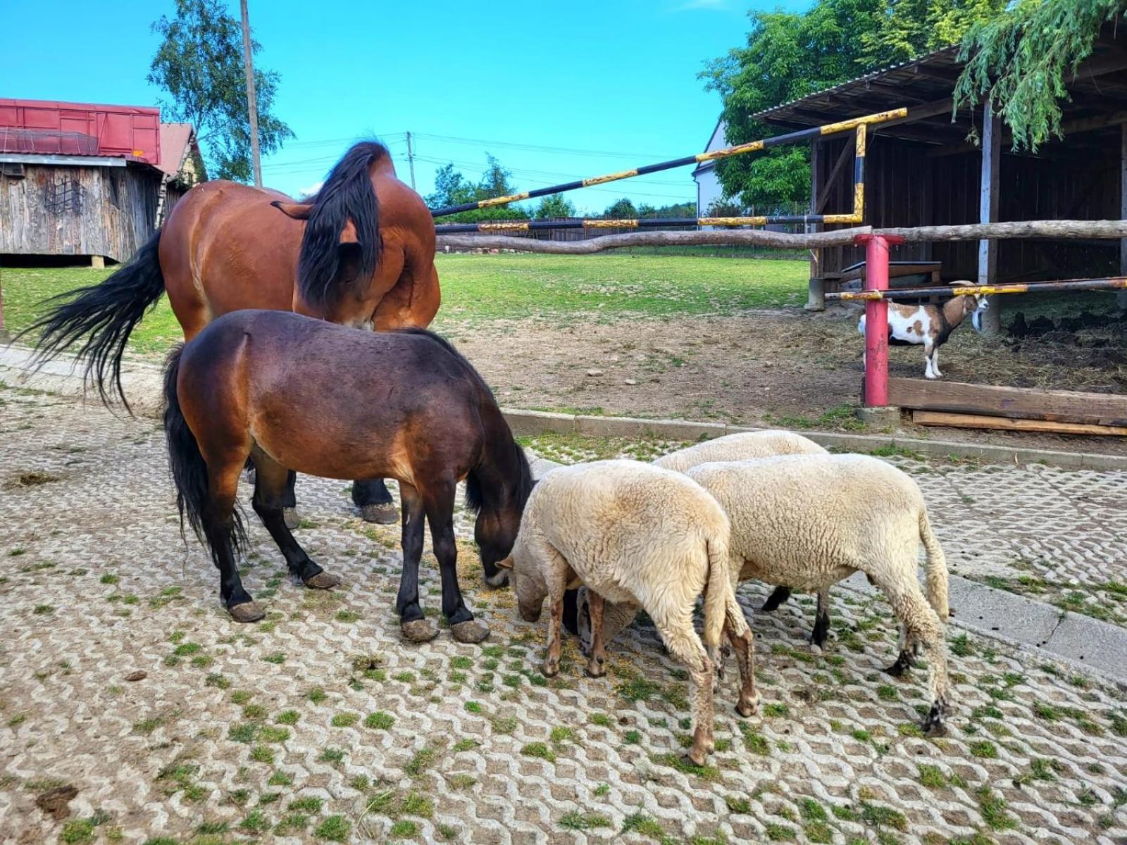Koperkowe Rancho Beskid Wyspowy Domek Malopolskie Kamionna Kamionna  Bagian luar foto