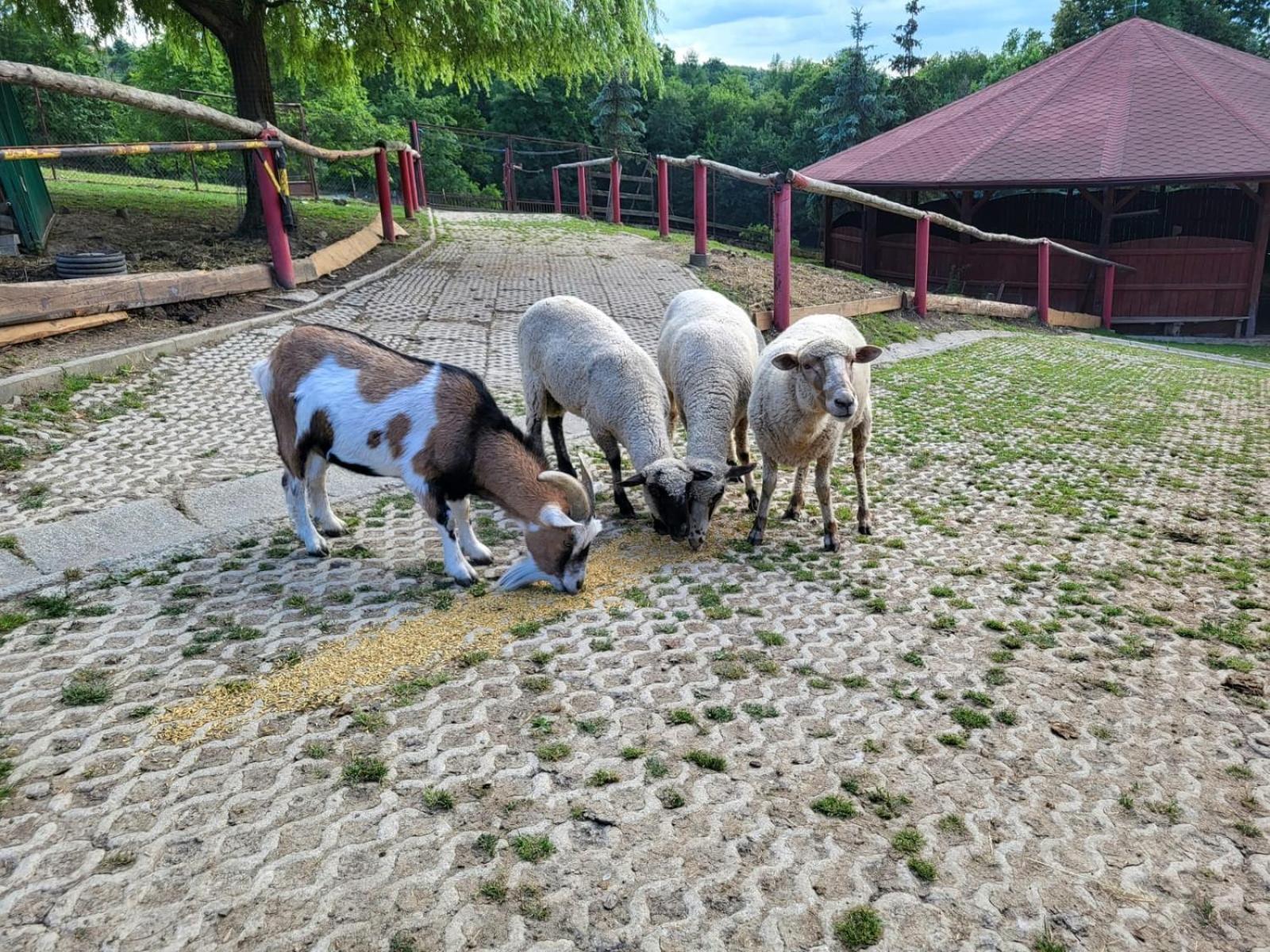 Koperkowe Rancho Beskid Wyspowy Domek Malopolskie Kamionna Kamionna  Bagian luar foto